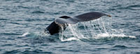 Whale watching tours nearby